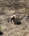 20150412-gshrc-0381