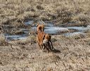 20150412-gshrc-0428