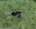 20150801-lrcgb-0143