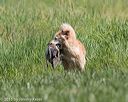 20150801-lrcgb-0501