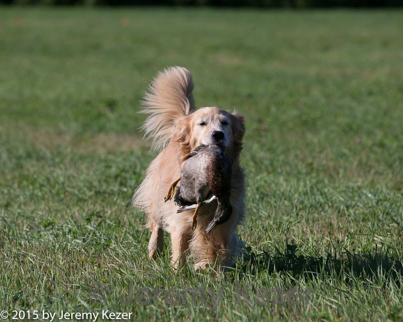 20150912-shrl-0135.jpg