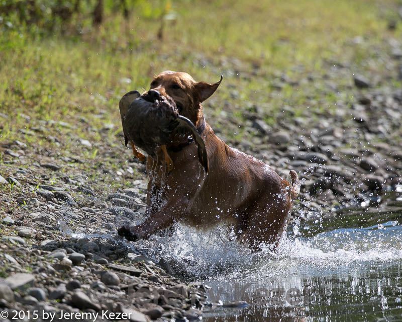 20150912-shrw-1012.jpg