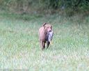 20150913-seal-0382