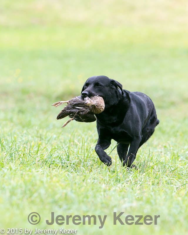 20150913-seal-0017.jpg