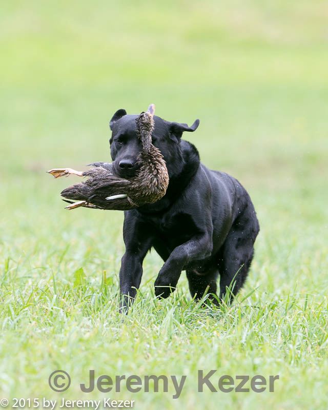 20150913-seal-0020.jpg