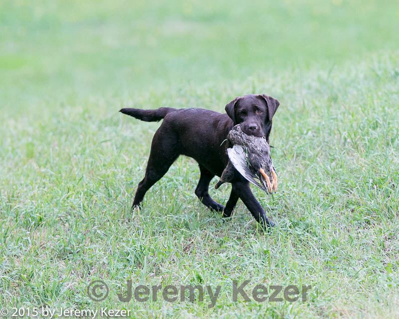 20150913-seal-0281.jpg