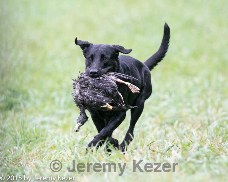 20150913-seal-0335.jpg