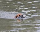 20150913-seaw-0033