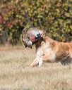 20151010-wcxl-0532