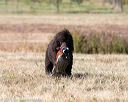 20151010-wcxl-0717