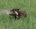 20160604-seal-0197