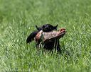20160604-seal-0346