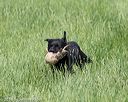 20160604-seal-0674
