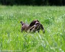 20160604-seal-1161