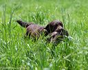 20160604-seal-1166