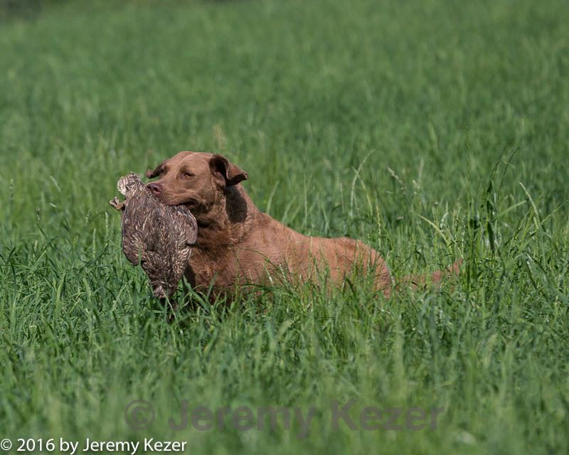 20160604-seal-0038.jpg