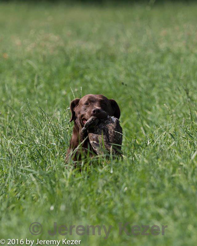 20160604-seal-0086.jpg