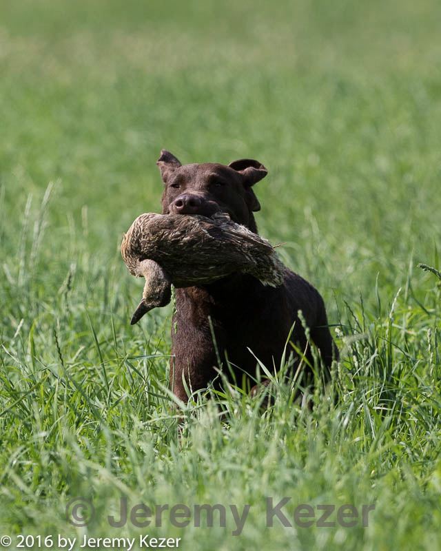 20160604-seal-0135.jpg