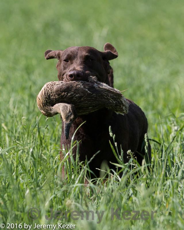 20160604-seal-0141.jpg