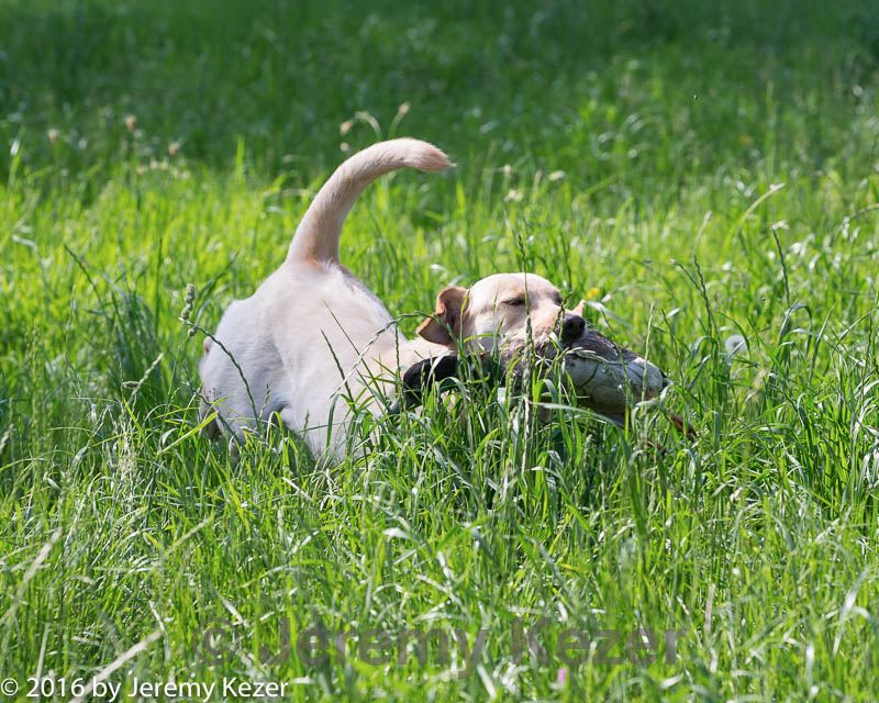 20160604-seal-0159.jpg