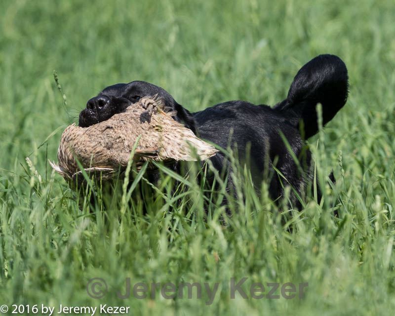 20160604-seal-0332.jpg