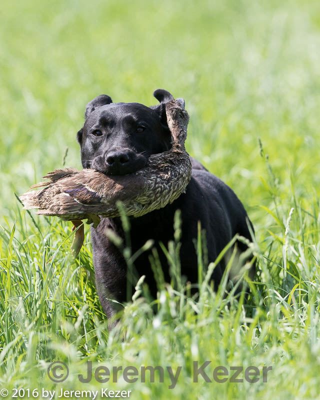 20160604-seal-0585.jpg