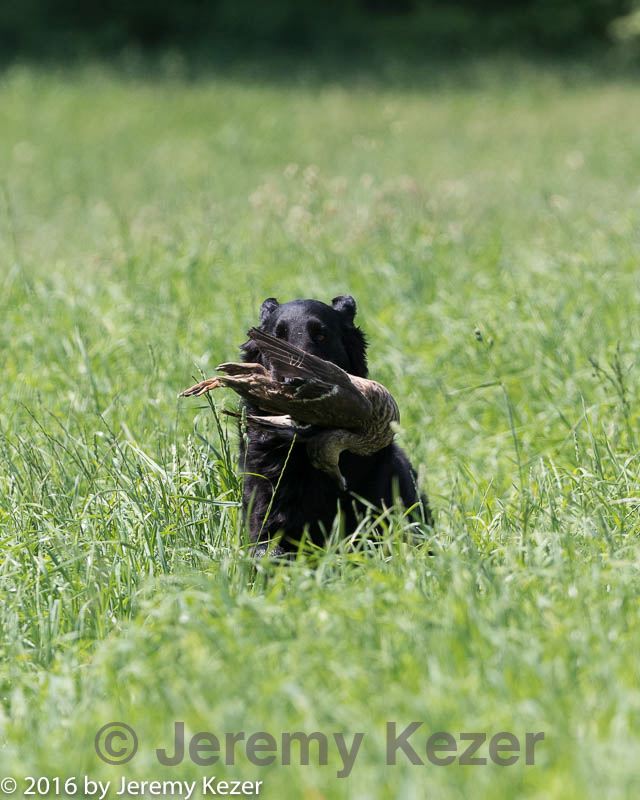 20160604-seal-0629.jpg