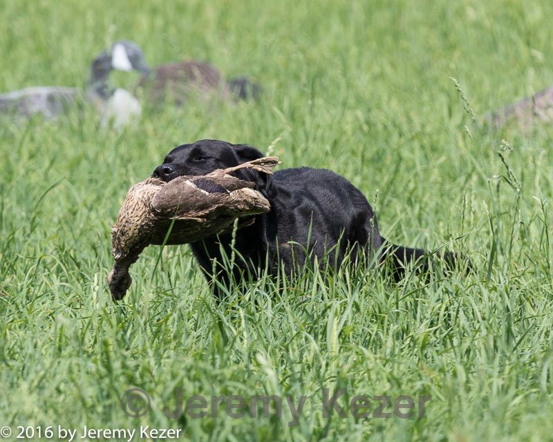 20160604-seal-0678.jpg