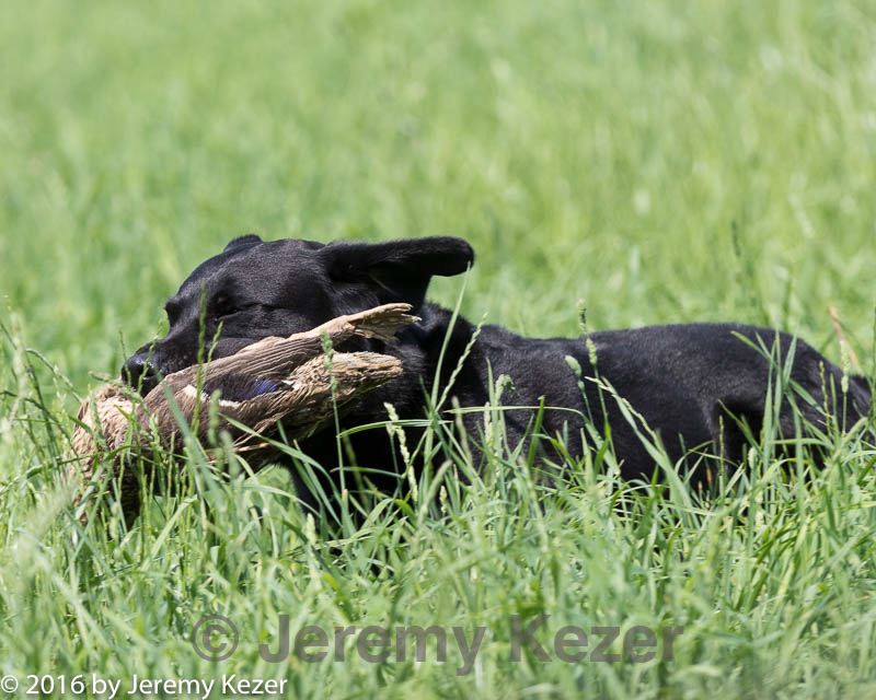 20160604-seal-0686.jpg