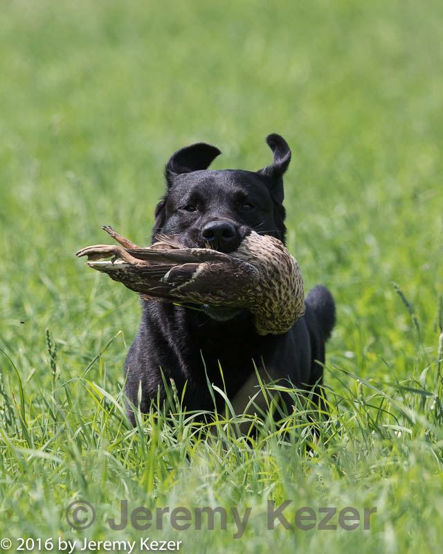 20160604-seal-0697.jpg