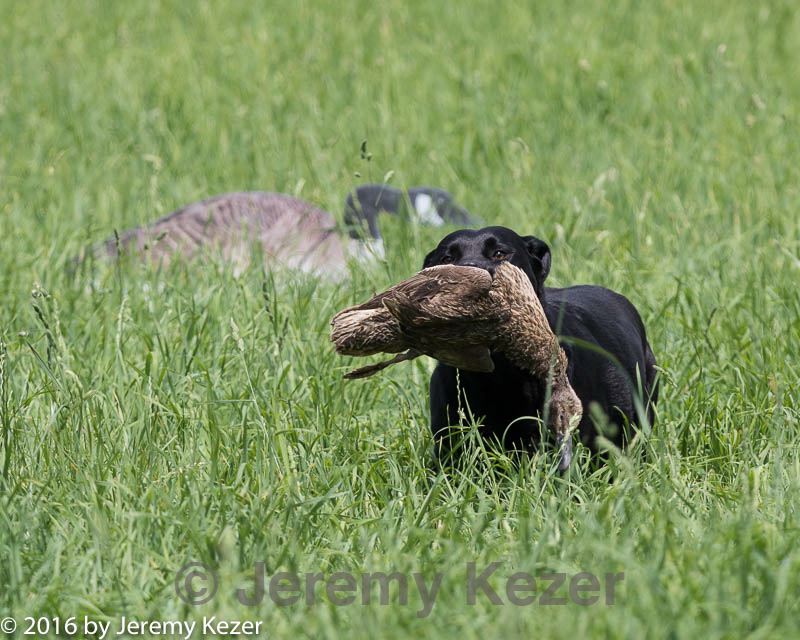 20160604-seal-0737.jpg