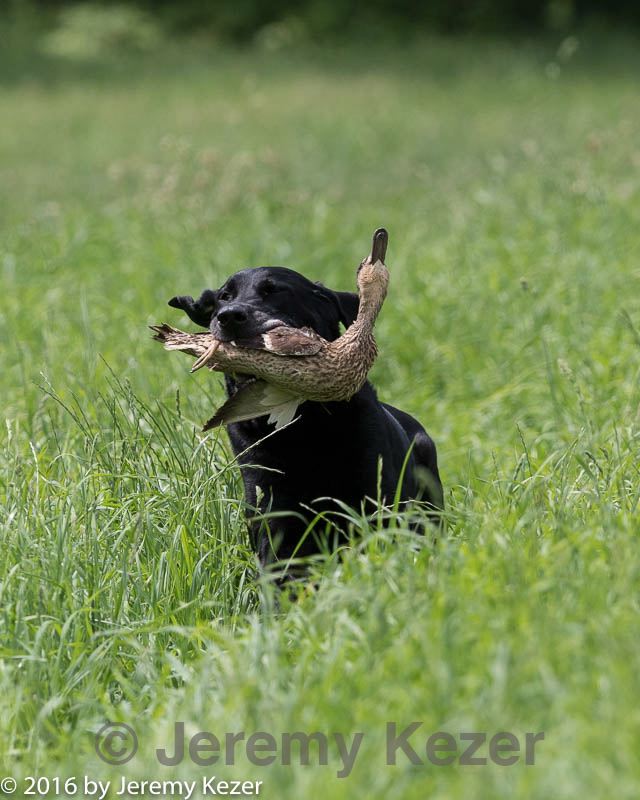 20160604-seal-0815.jpg