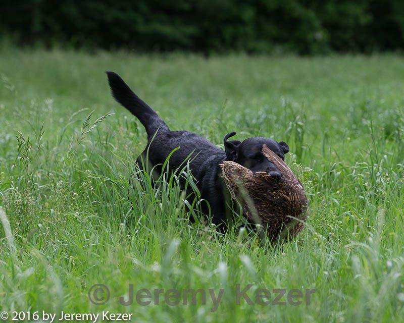 20160604-seal-0908.jpg