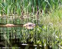 20160604-seaw-0586