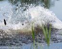 20160604-seaw-0938