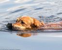 20160604-seaw-1076