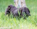 20160604-seaw-1336