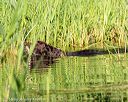 20160604-seaw-1360