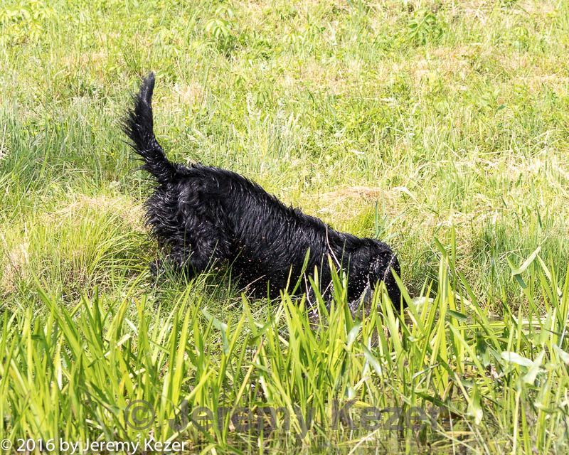 20160604-seaw-0577.jpg