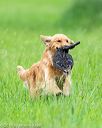 20160605-shrl-0890
