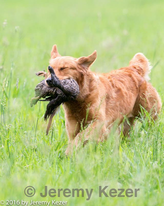 20160605-shrl-0121.jpg