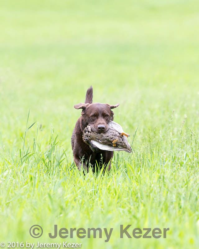 20160605-shrl-0148.jpg
