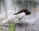 20160605-shrw-0014