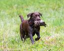 20160605-shrw-0772