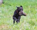 20160605-shrw-0830
