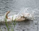 20160605-shrw-1001