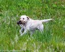20160605-shrw-1086