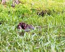 20160605-shrw-1158