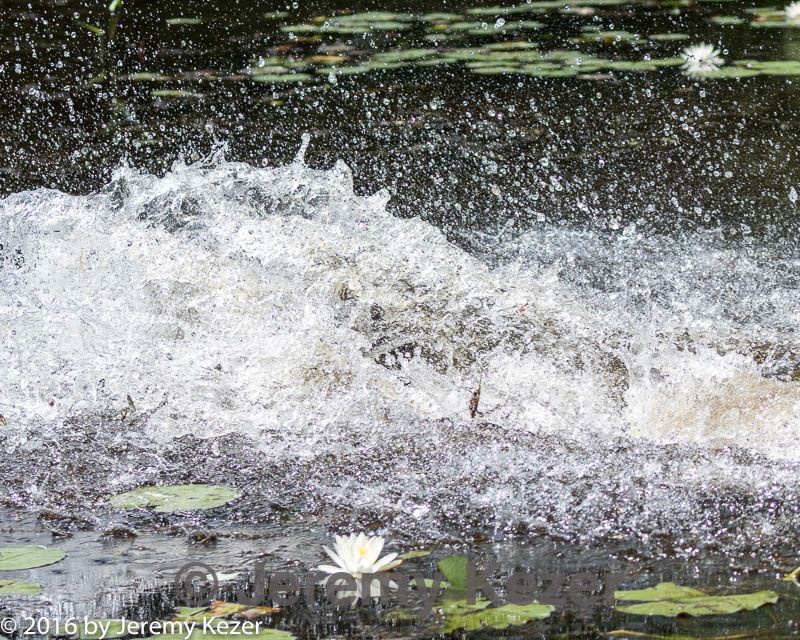20160717-pww-0119.jpg