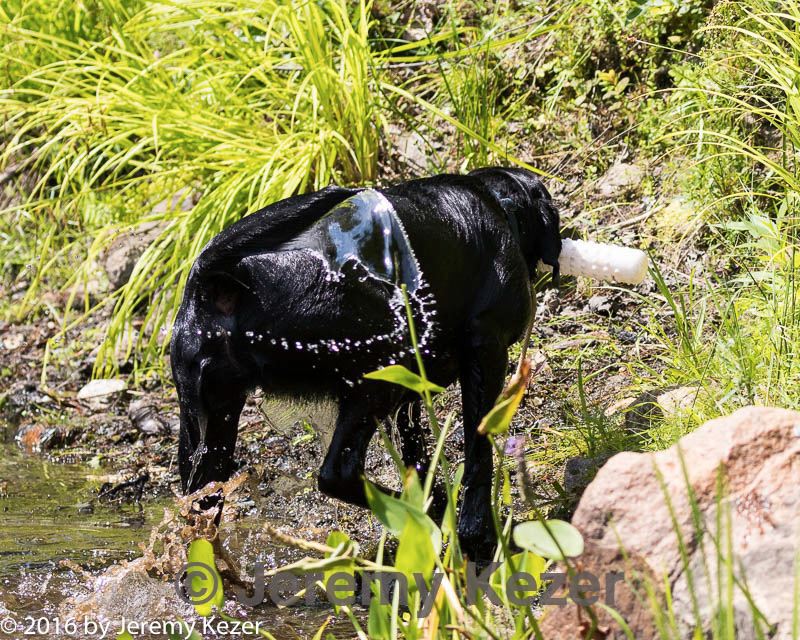 20160717-pww-0131.jpg